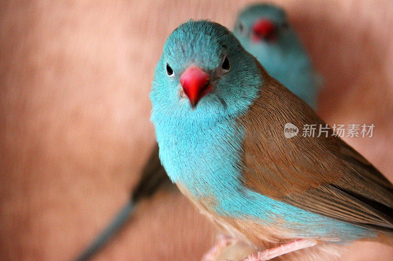 蓝冠白蜡鸟/蓝鸟图片